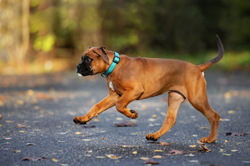 red boxer puppy running outdoors in autumn