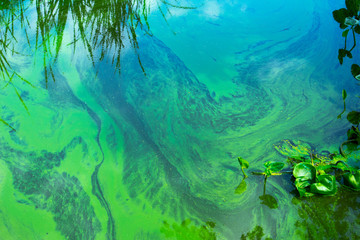 Water landscape with blue-green algae surface. Natural view of lake, swamp or river with blooming...