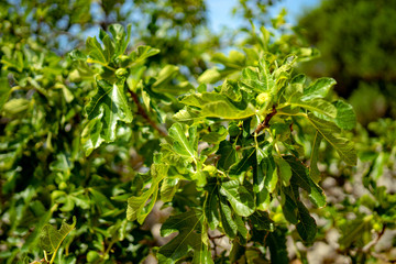 leaves on wood, Mediterranean