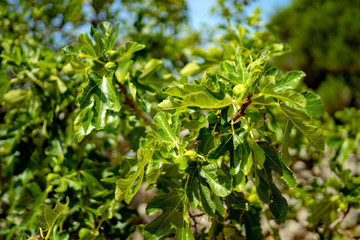 Fototapeta na wymiar leaves on wood, Mediterranean