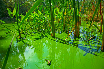 Water landscape with blue-green algae surface. Natural view of lake, swamp or river with blooming Cyanobacteria. It is world environmental problem and ecology concept of polluted nature.
