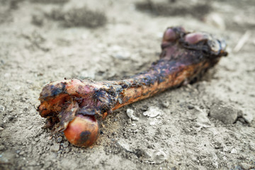 A large rotten bone from a large animal lies on the ground