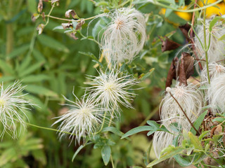 (Clematis tangutica) Akènes duveteux et plumeux argentés de clématite tangoute