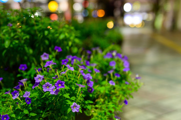 夜の街角と綺麗な花