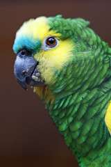Blaustirnamazone