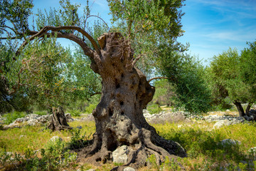 olive tree
