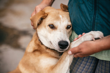 Hand caressing cute homeless dog with sweet looking eyes in summer park. Person hugging adorable yellow dog with funny cute emotions. Adoption concept.