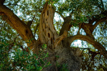 olive tree