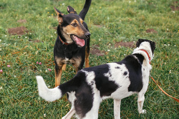 Cute stray dogs walking and playing together in green summer park. Adoption concept. Save animals. Adorable two dogs with sweet emotions playing