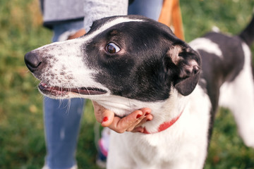 Hand caressing cute homeless dog with funny look in summer park. Adorable black and white dog playing and hugging with person , sitting in grass. Adoption concept.
