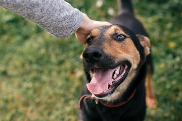 Hand caressing cute homeless dog with funny look in summer park. Adorable black and brown dog...