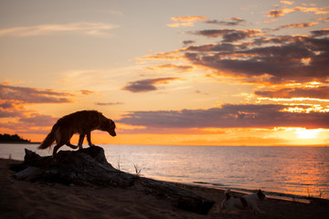 toller dog at sunset by the sea. Nova Scotia Duck Tolling Retriever is on vacation. Pet Travel