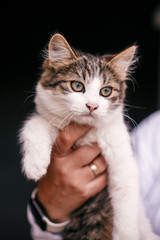 Hands holding cute tabby kitten with sweet looking eyes . Adorable homeless kitty with funny emotions at shelter. Copy space. Adoption concept. Cat waiting for home
