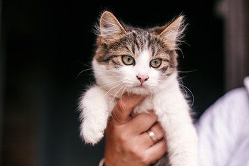 Hands holding cute tabby kitten with sweet looking eyes . Adorable homeless kitty with funny...