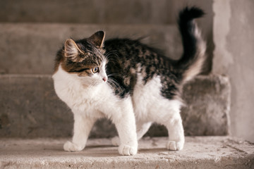 Cute scared tabby kitten with sweet looking eyes walking in city street. Adorable homeless kitty ...