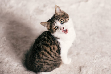 Cute tabby kitten with sweet looking eyes yawning on background of grey wall. Adorable homeless kitty licking with tongue after delicious meal . Copy space. Adoption concept