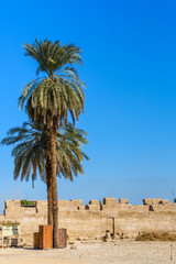 Palm on ruins of the ancient Karnak temple. Luxor, Egypt