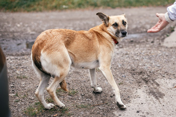 Naklejka na ściany i meble Cute homeless scared dog with sweet looking eyes walking in summer park. Adorable yellow dog with sad scared emotions at shelter. Adoption concept.