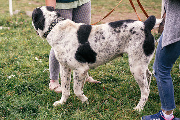 Homeless sweet alabai dog playing and walking in summer park. Big adorable black and white  dog, central asian shepherd,  on a walk near shelter. Adoption concept.