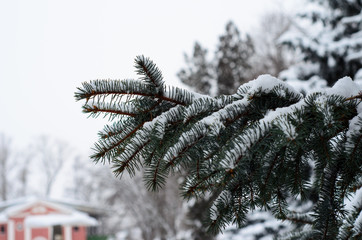 Fir tree needles with thick snow