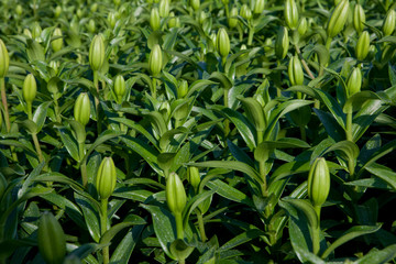 Growing lillies. Agriculture.
