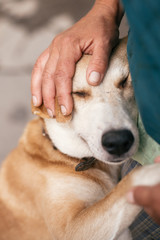 Hand caressing cute homeless dog with sweet looking eyes in summer park. Person hugging adorable yellow dog with funny cute emotions. Adoption concept.