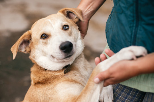 Person Hugging Adorable Yellow Dog With Funny Cute Emotions. Hand Caressing Cute Homeless Dog With Sweet Looking Eyes In Summer Park. Adoption Concept.