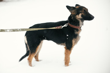 Cute scared puppy with sad eyes walking in snowy winter park. Mixed breed german shepherd dog on a walk with person at shelter. Adoption concept. Stray doggy