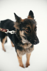 Cute scared puppy with sad eyes walking in snowy winter park. Mixed breed german shepherd dog on a...