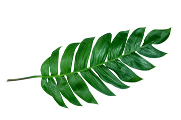 Monstera leaves lush decorating for composition design style exotic. Tropical palm philodendron leaf isolated white background and branch greenery, botanical nature concepts.(clipping path) © Phokin