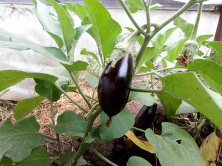 Purple eggplant in a home greenhouse in summer