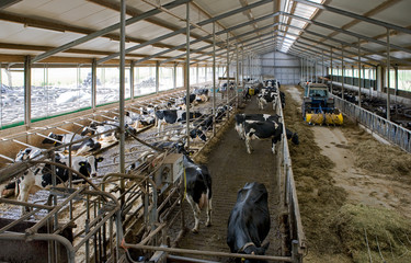 Cows on modern Dutch Stable. Farm. Countrylife