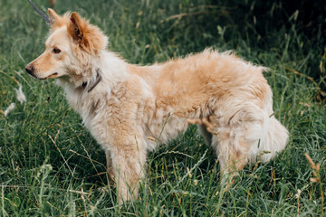 Cute fluffy yellow dog walking in green grass in summer park. Adorable mixed breed puppy with big...