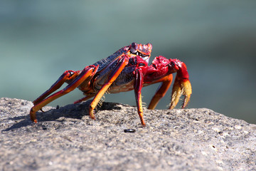 rote Klippenkrabbe
