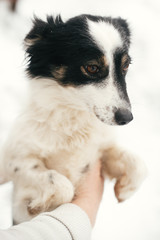 Cute scared dog in person hands in snowy winter park. People hugging little black and white doggy at shelter. Adoption concept. Stray fluffy puppy