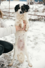 Cute scared dog in person hands in snowy winter park. People hugging little black and white doggy at shelter. Adoption concept. Stray fluffy puppy