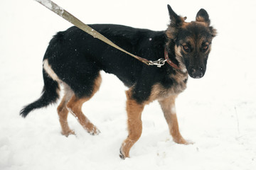 Cute scared puppy with sad eyes walking in snowy winter park. Mixed breed german shepherd dog on a...