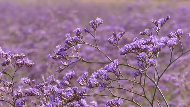 Limonium or Kermek (Limonium vulgare) is a perennial herb. A popular  decorative plant is used in the manufacture of dry bouquets. Odessa region (Ukraine).
