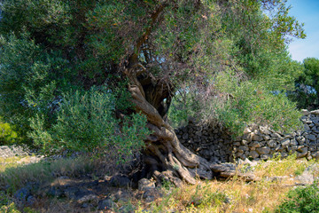 olive tree