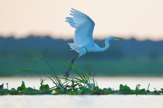 White bird and green vegetation in water