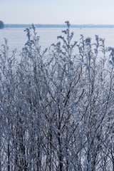 Bush ice covered on blurred natural background. Hoarfrost on dried flowers in backlight at sunny day. Close up