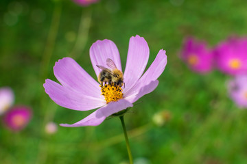 A large beautiful bumblebee on a flower with purple petals collects nectar