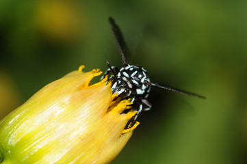 Blue Bee on Yellow Flower