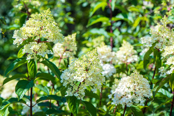 Delicate white Hydrangea flowers on blur nature green background. Beautiful garden flowers. Shallow depth of field.