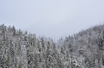 Winter landscape. Fir trees covered with snow on a snowy hill and white cloudy sky. Copy space