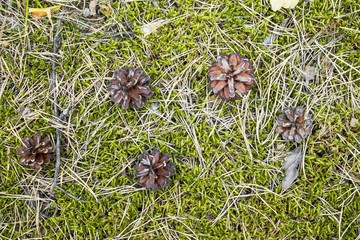 Natural background of taiga vegetation and fir cones lying in green moss.