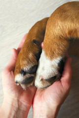 Dog paws and human hand close up, top view. Conceptual image of friendship, trust, love, the help between the person and a dog