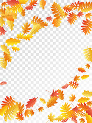 Oak, maple, wild ash rowan leaves vector, autumn foliage on transparent background.