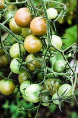 Ripening cherry tomato branch in the greenhouse. Agricultural concept, farming season