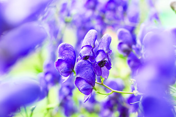 Blue aconitum flower in the garden. Natural macro floral background, summertime